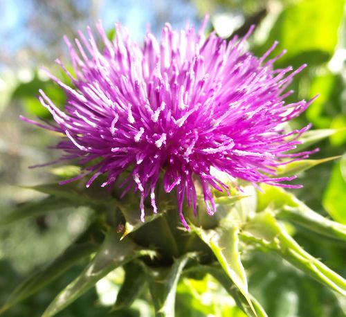 Thistle Thistle