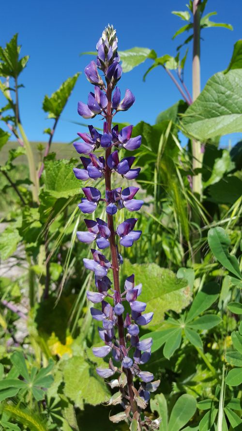 Lupine Lupine