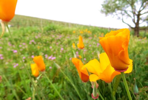 Poppies Poppies