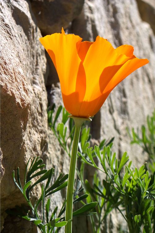 Single poppy Single poppy