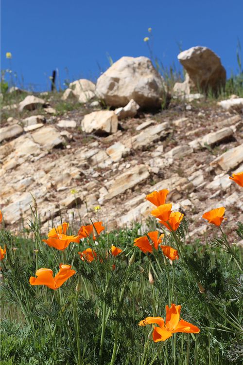 Poppies limestone and deep blue sky Poppies limestone and deep blue sky