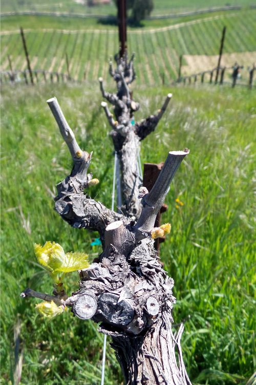 Budding Grenache Blanc Budding Grenache Blanc