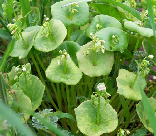 Miner's Lettuce Miner's Lettuce