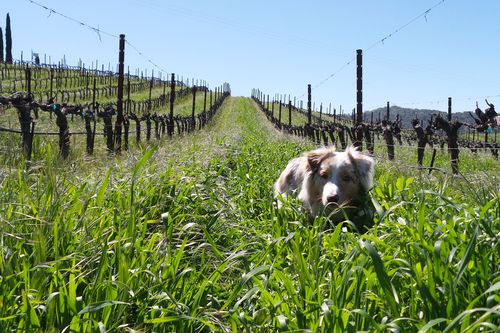 Sadie in the cover crop Sadie in the cover crop