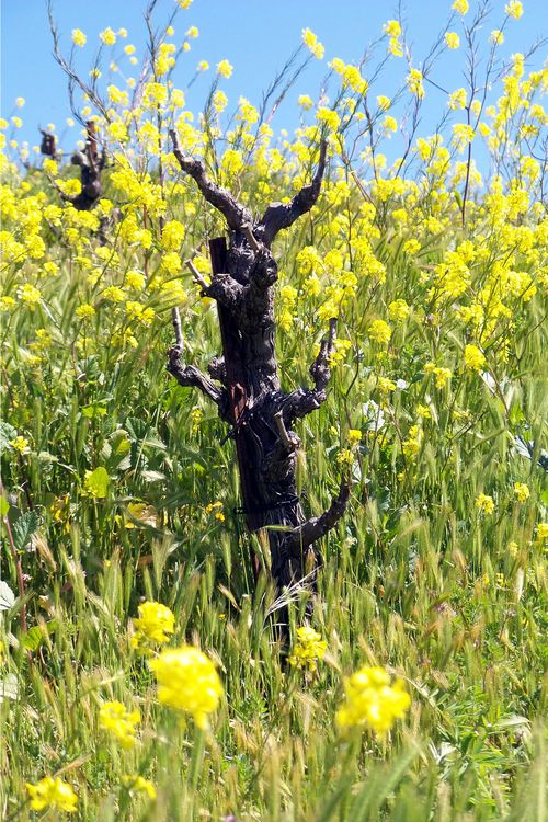 Mourvedre in Mustard Mourvedre in Mustard