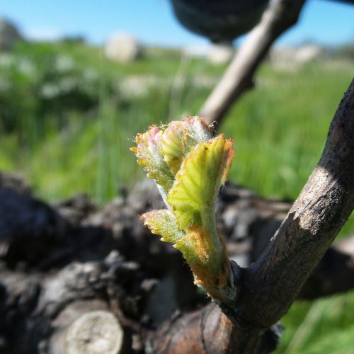 Budbreak 2016 - 1 Budbreak 2016 - 1