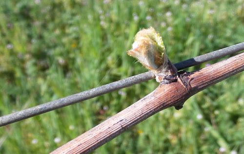 Budbreak 2016 - 2 Budbreak 2016 - 2