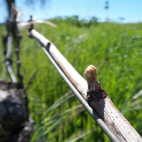 Budbreak 2016 - 3 Budbreak 2016 - 3