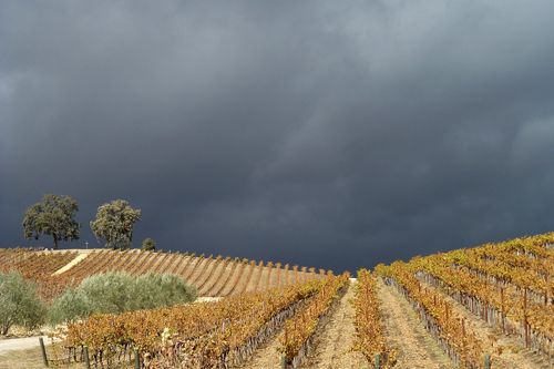 November Storm Gathering over Tablas Creek November Storm Gathering over Tablas Creek