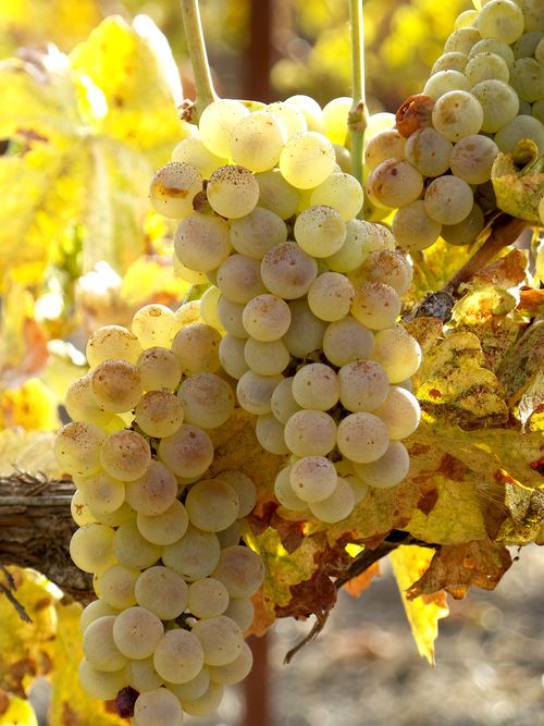 Roussanne Clusters Roussanne Clusters