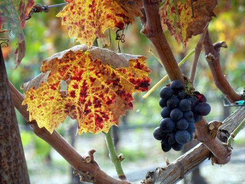 Mourvedre colors_med Mourvedre colors_med