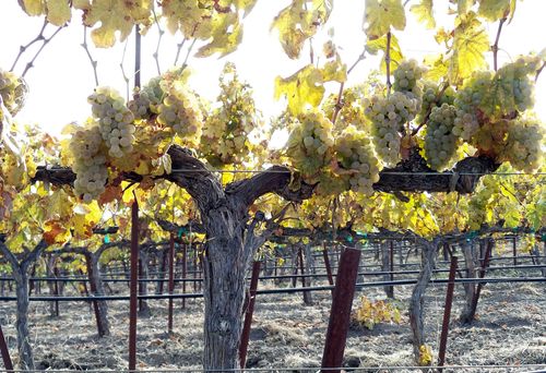 Roussanne banner_mid Roussanne banner_mid