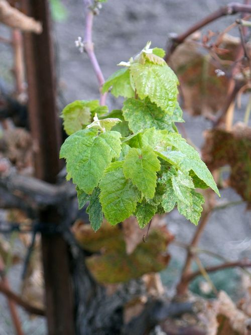 Tannat regrowth_med Tannat regrowth_med