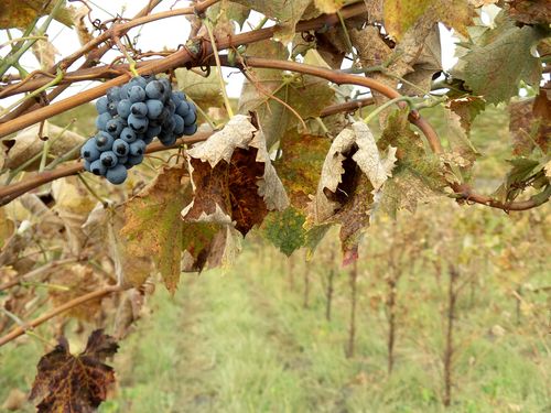 Fall Mourvedre Cluster_med Fall Mourvedre Cluster_med