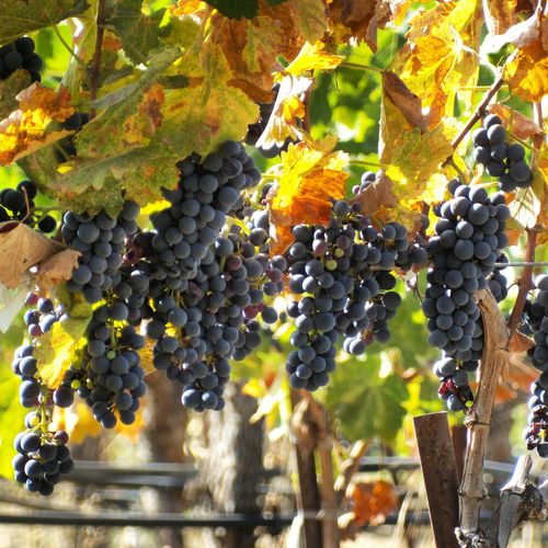 Last Syrah pick Last Syrah pick