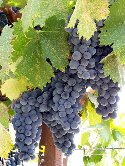 Mourvedre on the vine Mourvedre on the vine