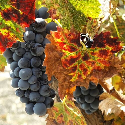 Mourvedre with autumn colors Sept 2015 Mourvedre with autumn colors Sept 2015