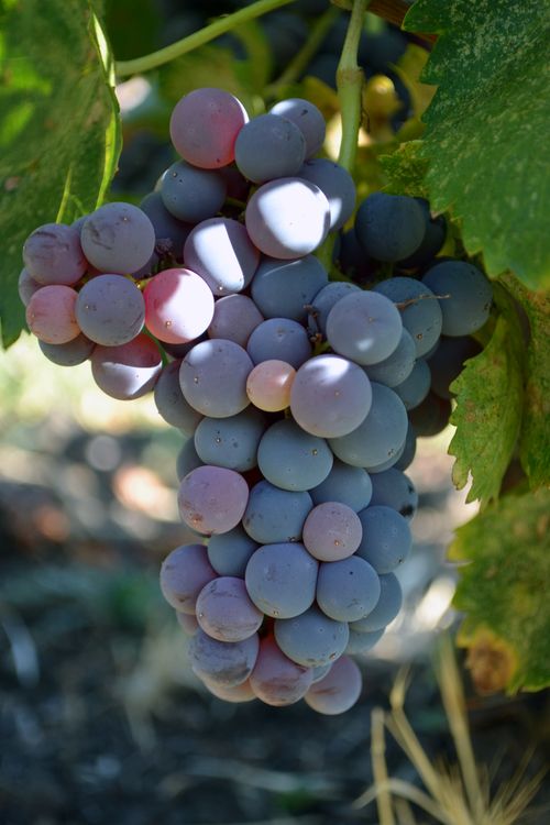Grenache Grenache