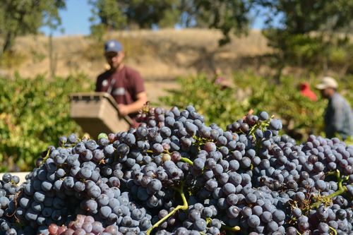 Grapes with Hammer Grapes with Hammer