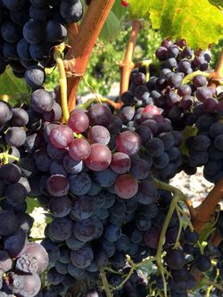 Scruffy Grenache Scruffy Grenache