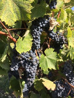 Scruffy Mourvedre Scruffy Mourvedre