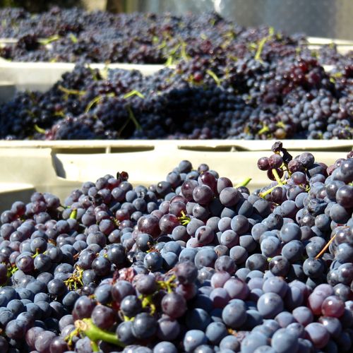 Syrah in bin Syrah in bin