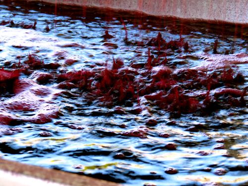 Syrah in press Syrah in press