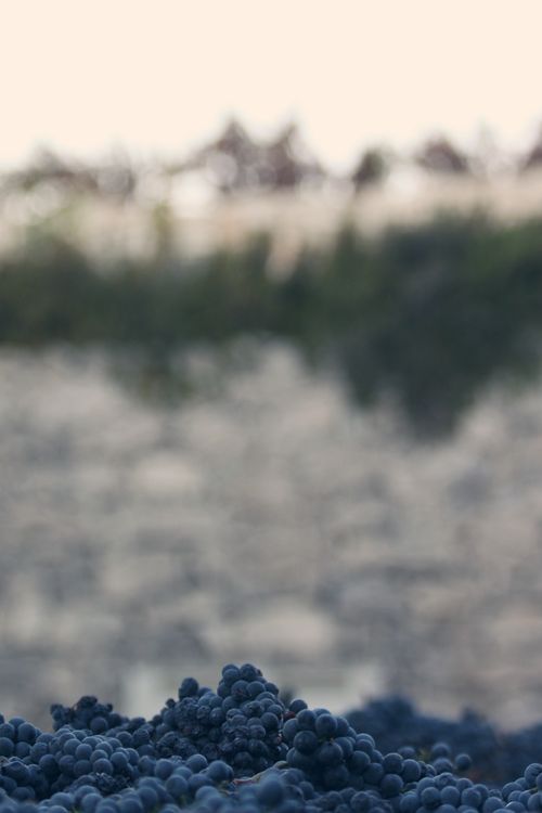 IMG_6566 IMG_6566