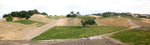 Vineyard Panorama 1995 Vineyard Panorama 1995