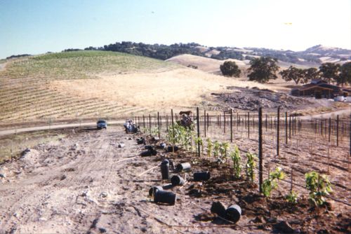 Planting Chardonnay and Building Winery Planting Chardonnay and Building Winery