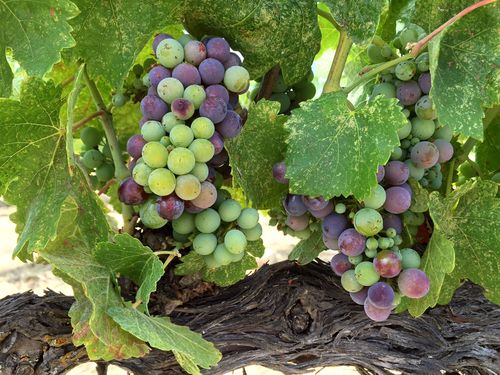 Veraison 2015 syrah Veraison 2015 syrah