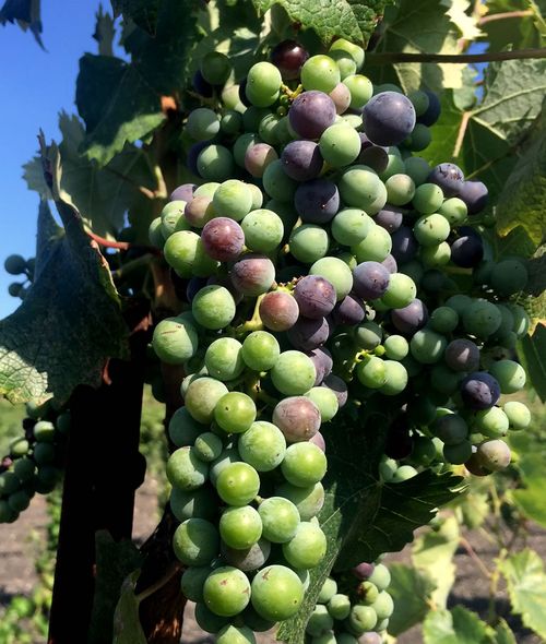 Veraison 2015 mourvedre 2 Veraison 2015 mourvedre 2