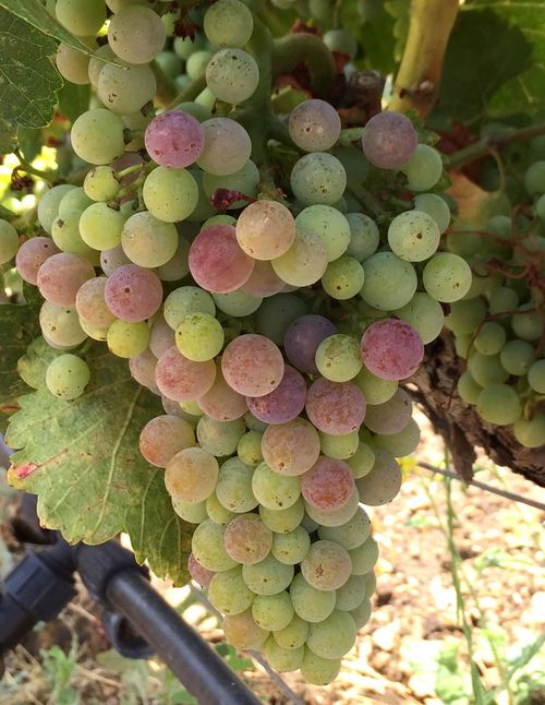 Veraison 2015 grenache Veraison 2015 grenache