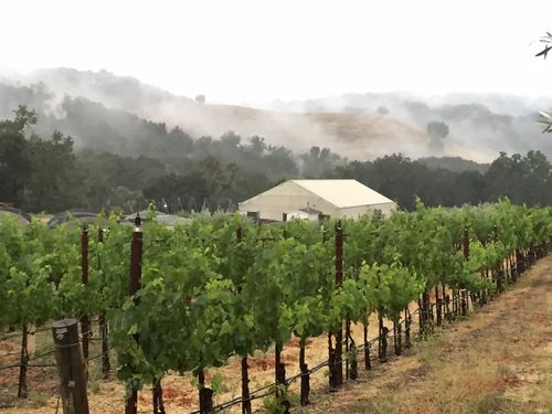 Mist and rain Mist and rain