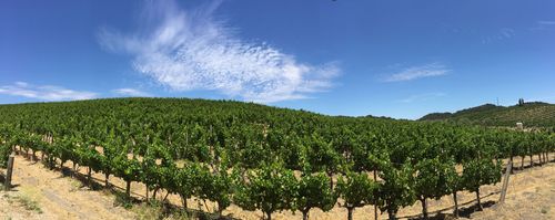 Panorama over Grenache Panorama over Grenache