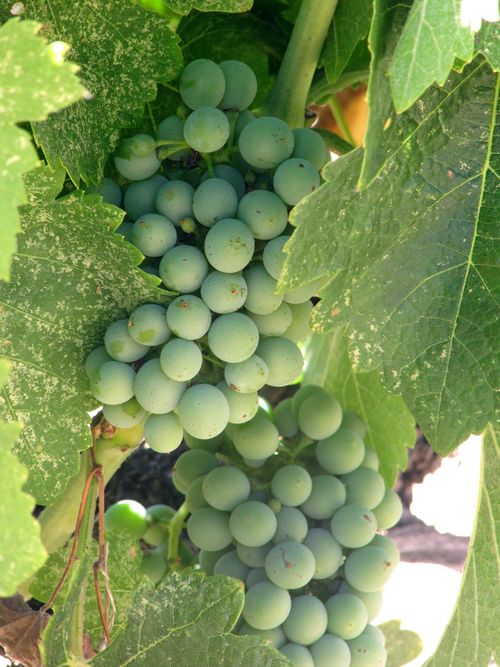 Syrah clusters Syrah clusters