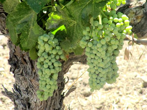 Grenache clusters Grenache clusters
