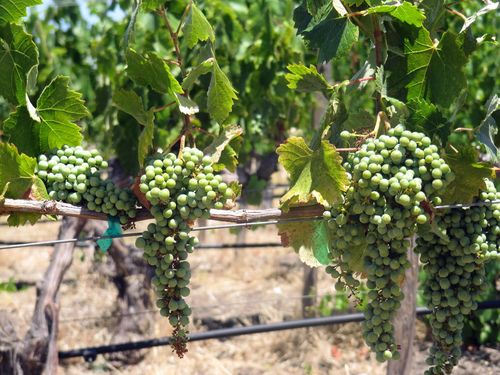Mourvedre clusters Mourvedre clusters