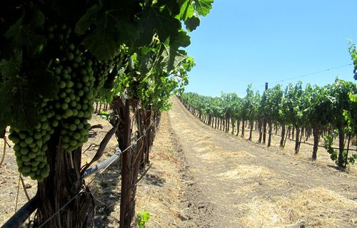 Through Roussanne row Through Roussanne row