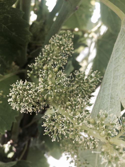 Mourvedre in full bloom Mourvedre in full bloom