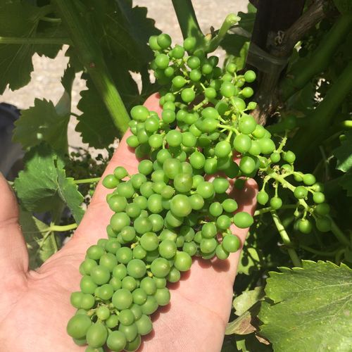 Full Grenache Cluster Full Grenache Cluster