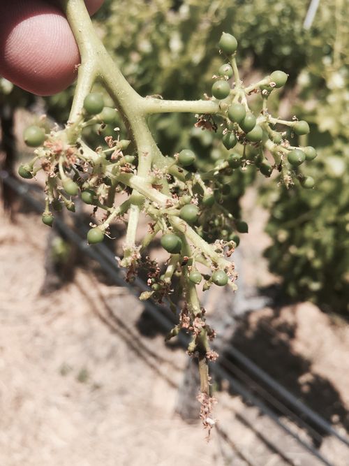 Shattered Grenache Cluster Shattered Grenache Cluster