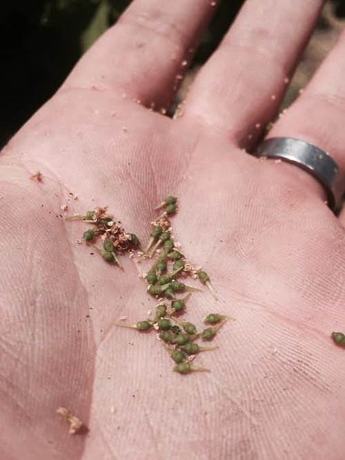 Unfertilized Berries Aborted Berries