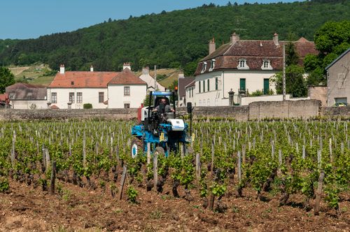 Vineyards_near_Gevrey-Chambertin_(7309858246) Vineyards_near_Gevrey-Chambertin_(7309858246)