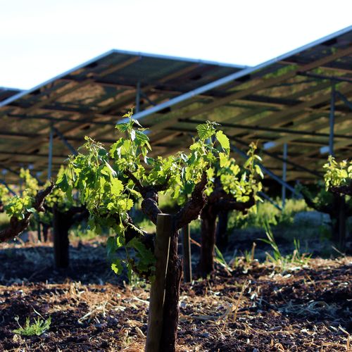 Head-trained mourvedre and solar panels Head-trained mourvedre and solar panels
