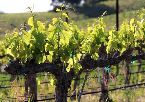 New Growth - Grenache New Growth - Grenache
