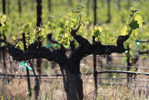 New Growth - Mourvedre New Growth - Mourvedre