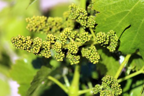 Grenache cluster Grenache cluster