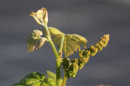 Mourvedre cluster Mourvedre cluster