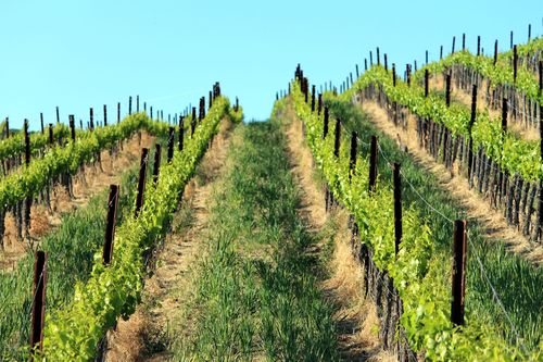 Grenache hill with regrowing cover crop Grenache hill with regrowing cover crop